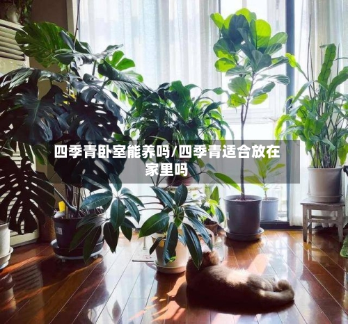 四季青卧室能养吗/四季青适合放在家里吗-第3张图片