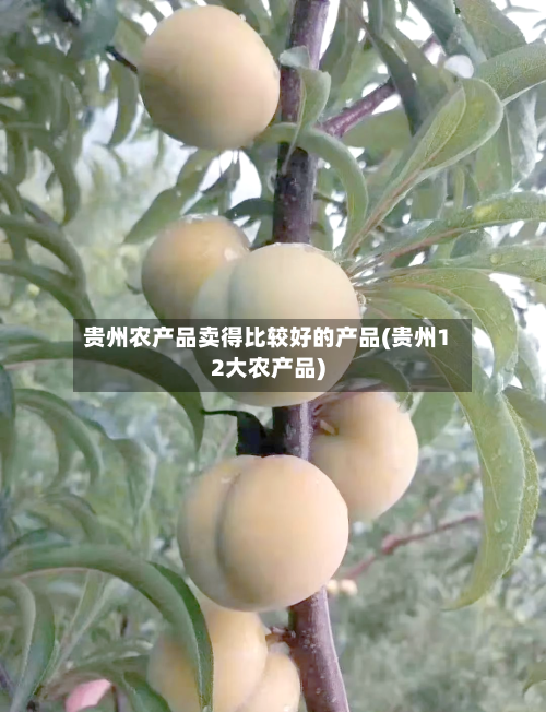 贵州农产品卖得比较好的产品(贵州12大农产品)-第2张图片