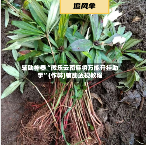 辅助神器“微乐云南麻将万能开挂助手”(作弊)辅助透视教程-第2张图片